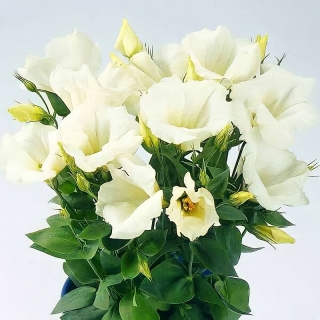 Эустома Сапфир F1 Уайт