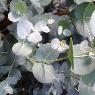 Эвкалипт Silver Dollar (большой пакет)