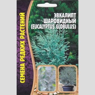Эвкалипт шаровидный
