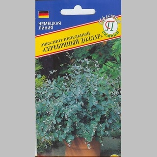 Эвкалипт Серебряный доллар