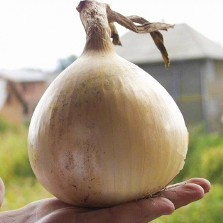 Лук Эксибишен