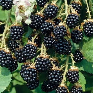 Ежевика Агавам