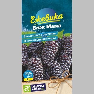 Ежевика Блэк Мама крупноплодная