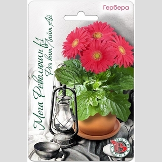 Гербера Мега Революшн F1 Роз Вит Лайт Ай (горшечная)