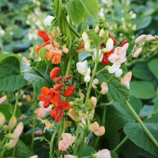 Фасоль декоративная Смесь окрасок вьющаяся