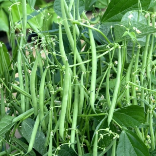 Фасоль Журавушка