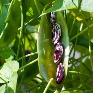 Фасоль Лимская (масляная)