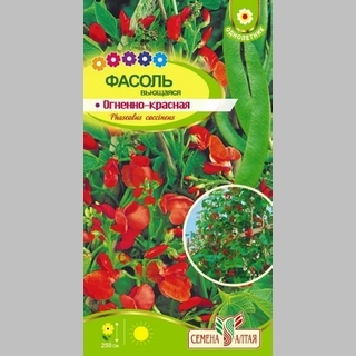 Фасоль Огненно-красная вьющаяся