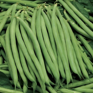 Фасоль Бриллиант