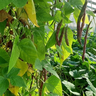 Фасоль Крапинка