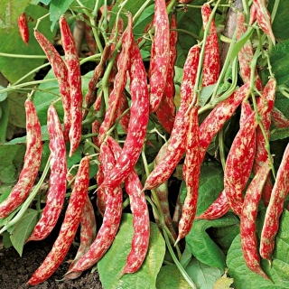 Фасоль Перепелка