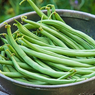 Фасоль Мидори Но Таки спаржевая