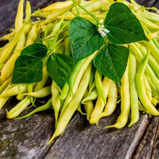 Фасоль Золотые сережки