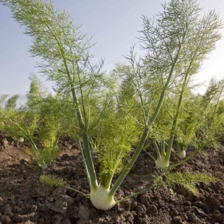 Фенхель Медовый спас (овощной)