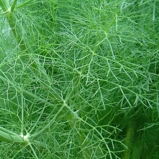 Фенхель Осенний Красавец