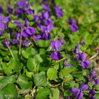 Фиалка Фиолетовый бархат (душистая)