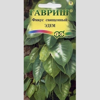 Фикус Эдем священный