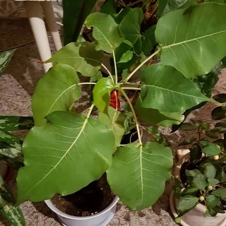 Фикус Эдем священный