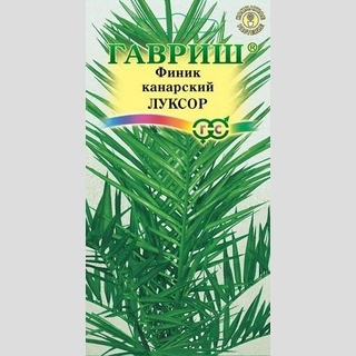 Финик Луксор канарский
