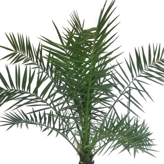 Финик Луксор канарский