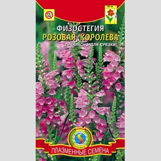 Физостегия Розовая Королева