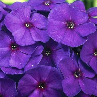 Флокс Ежевичный ликёр