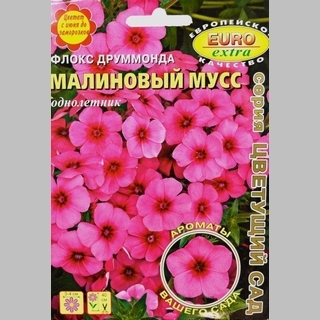 Флокс Малиновый мусс (большой пакет)