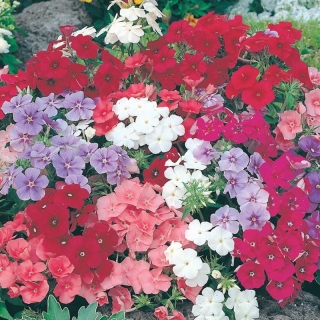 Флокс Красивый гном (Друммонда)