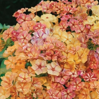 Флокс Крем-брюле смесь