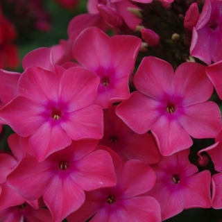 Флокс Малиновый мусс (большой пакет)