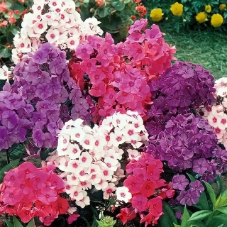 Флокс Нью Стайл метельчатый смесь