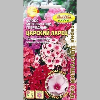 Флокс Царский ларец (метельчатый)
