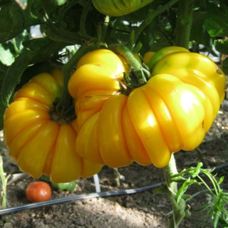 Томат Флорентийская Красавица (большой пакет)