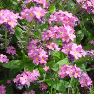 Незабудка Карминовый король