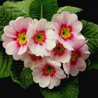 Примула Данова малина со сливками F1