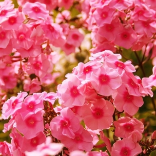 Флокс Очарование лососевое