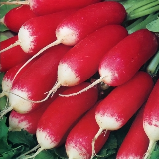 Редис Французский Завтрак