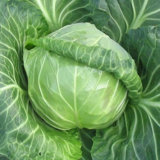 Капуста Етма F1