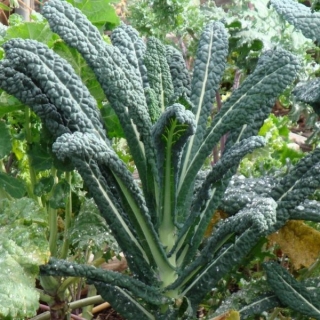 Капуста Ингрид (листовая)