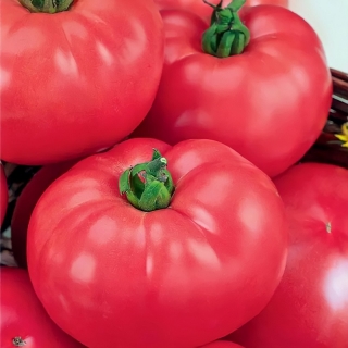 Томат Гаспар F1