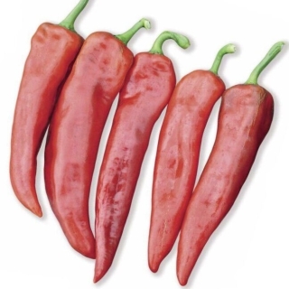 Перец Рубине F1