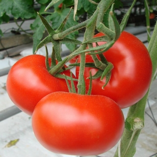 Томат Ля-ля-фа F1