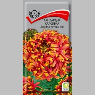 Гайлардия Лоллипап двухцветная (красивая)