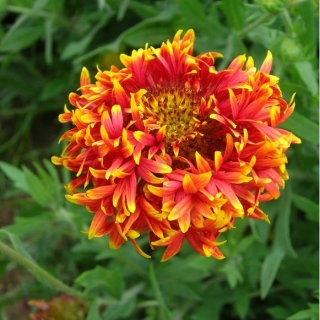 Гайлардия Лоллипап двухцветная (красивая)