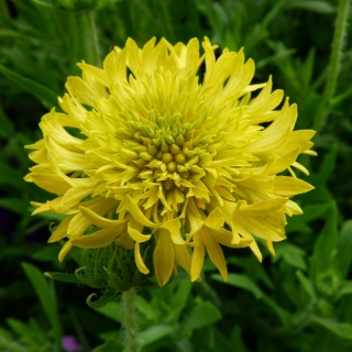 Гайлардия Лоллипап золотая (красивая)