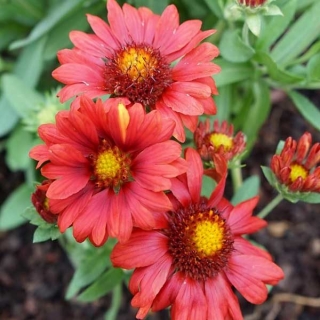 Гайлардия Меса Ред