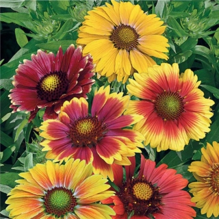 Гайлардия Остистая смесь