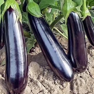 Баклажан Галактика F1