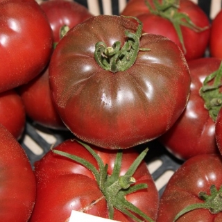 Томат Генри О*Сена (Gary’O Sena)