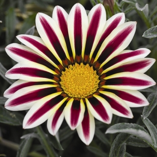 Газания (гацания) Биг кисс F1 огненно-белая